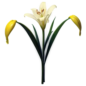 Wild Lily Flower Png 06272024 PNG image