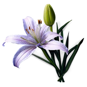 Wild Lily Flower Png 06272024 PNG image