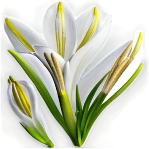 Wild Lily Flower Png 94 PNG image