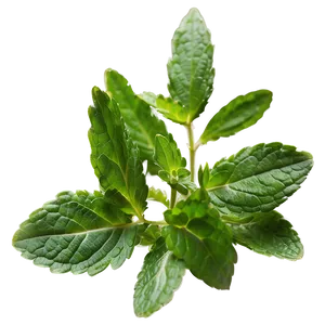 Wild Mint Leaves PNG 06262024