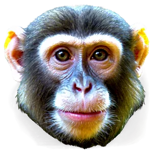 Wild Monkey Face Portrait Png 34 PNG image