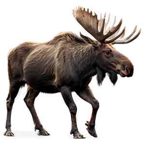 Wild Moose In Nature Png 9 PNG image