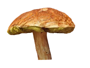 Wild Mushroom Against Black Background PNG image