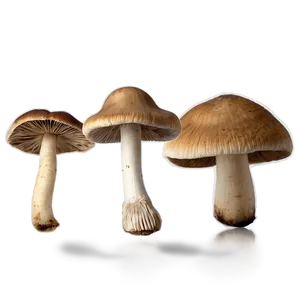 Wild Mushroom Png Hww PNG image