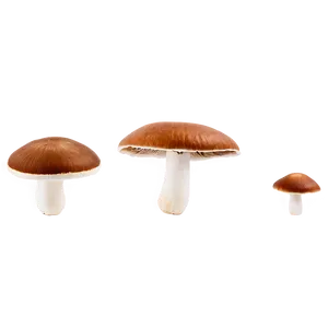 Wild Mushroom Png Tku PNG image