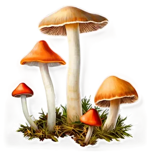 Wild Mushrooms Png 49 PNG image