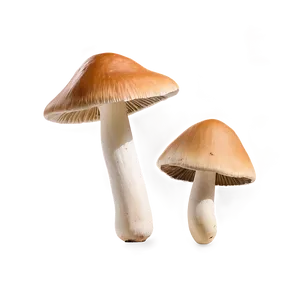 Wild Mushrooms Png 85 PNG image