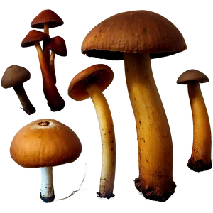 Wild Mushrooms Png Hxf58 PNG image