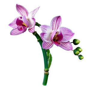 Wild Orchid PNG 05242024