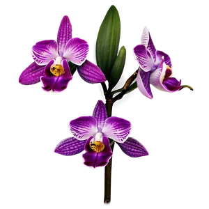 Wild Orchid PNG 1