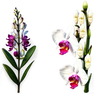 Wild Orchid PNG Yfe99