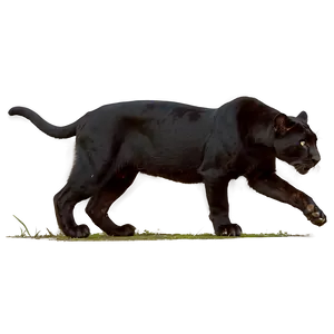 Wild Panthers In Jungle Png Dca63 PNG image