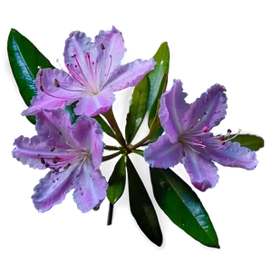 Wild Rhododendron Png 77 PNG image