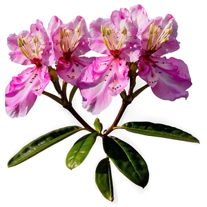 Wild Rhododendron Png Cgm PNG image