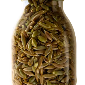 Wild Rice PNG 05242024