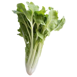 Wild Rocket Lettuce Png Ixy16 PNG image