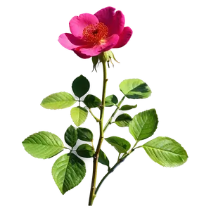 Wild Rose PNG 04292024