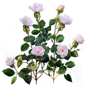Wild Roses Field Png 18 PNG image