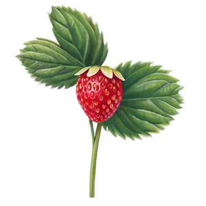 Wild Strawberry PNG 84
