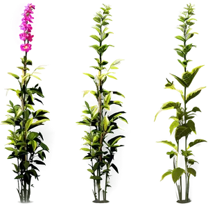 Wild Tall Plant PNG Gxh