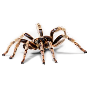 Wild Tarantula Hunting Png Jvw32 PNG image