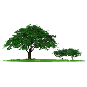 Wild Tree Elevation PNG 06262024