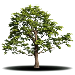 Wild Tree Elevation PNG 06262024