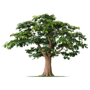 Wild Tree Elevation PNG Cij