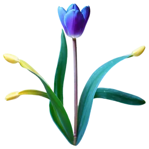 Wild Tulip Png 21 PNG image