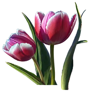 Wild Tulip Png Fvy89 PNG image