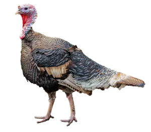 Wild Turkey Isolatedon Black