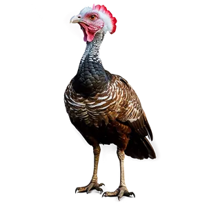 Wild Turkey PNG Qgw