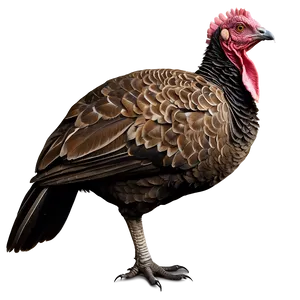 Wild Turkey PNG Rgp