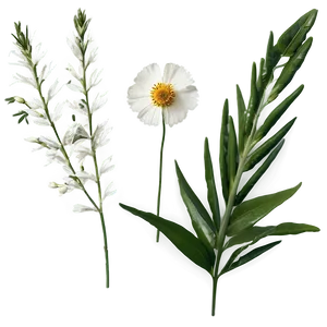 "wild Wonders: Natural Flower PNG" C