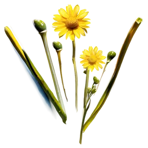 Wild Yellow Daisy Meadow PNG Fnm PNG