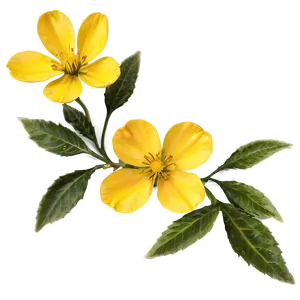 Wild Yellow Flowers Png 06122024 PNG image