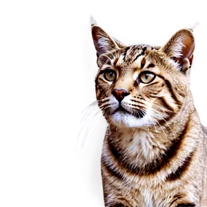 Wildcat A PNG image