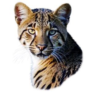 Wildcat Conservation Awareness PNG Sjc11 PNG