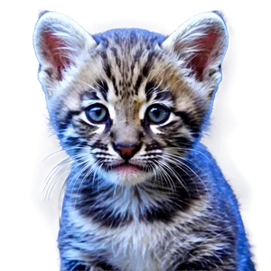 Wildcat Cub Cute Png Tll PNG image