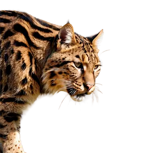 Wildcat Predator Glare PNG Rvs