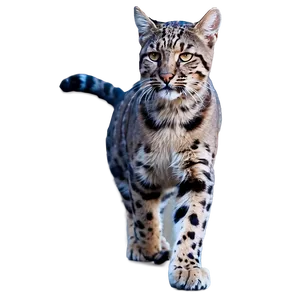 Wildcat Spirit Animal PNG 7 PNG