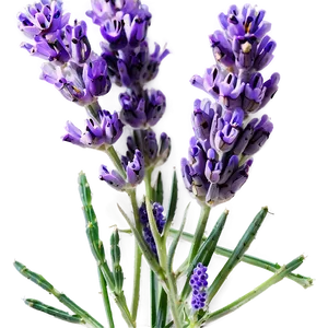 Wildcrafted Lavender PNG 23 PNG