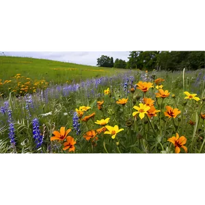 Wildflower Bed Png 27 PNG image