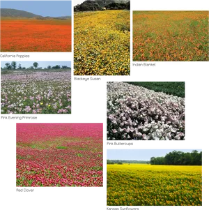 Wildflower Collage Variety Fields PNG image