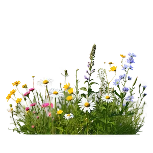 Wildflower Meadow Photo PNG 52
