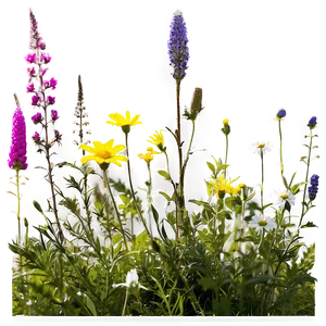Wildflower Meadow Photo PNG Ylx