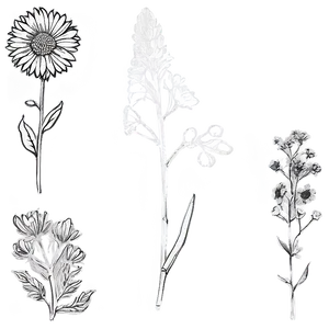 Wildflower Outline Sketch Png Jep99 PNG image