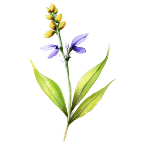 Wildflower Watercolor Sketch Png 88 PNG image