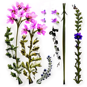 Wildflowers In Detail Png Wnw PNG image