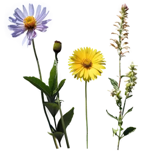 Wildflowers In Golden Hour PNG Yqv68 PNG